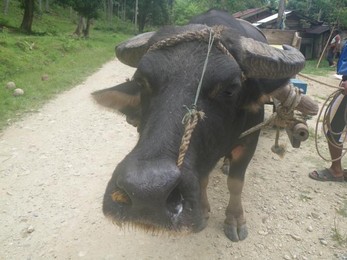 Latham coco beach 035