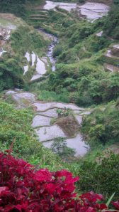 Wild pink flowers grew up randomly on the terraces