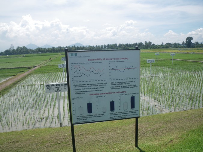 Continuous high yield paddy