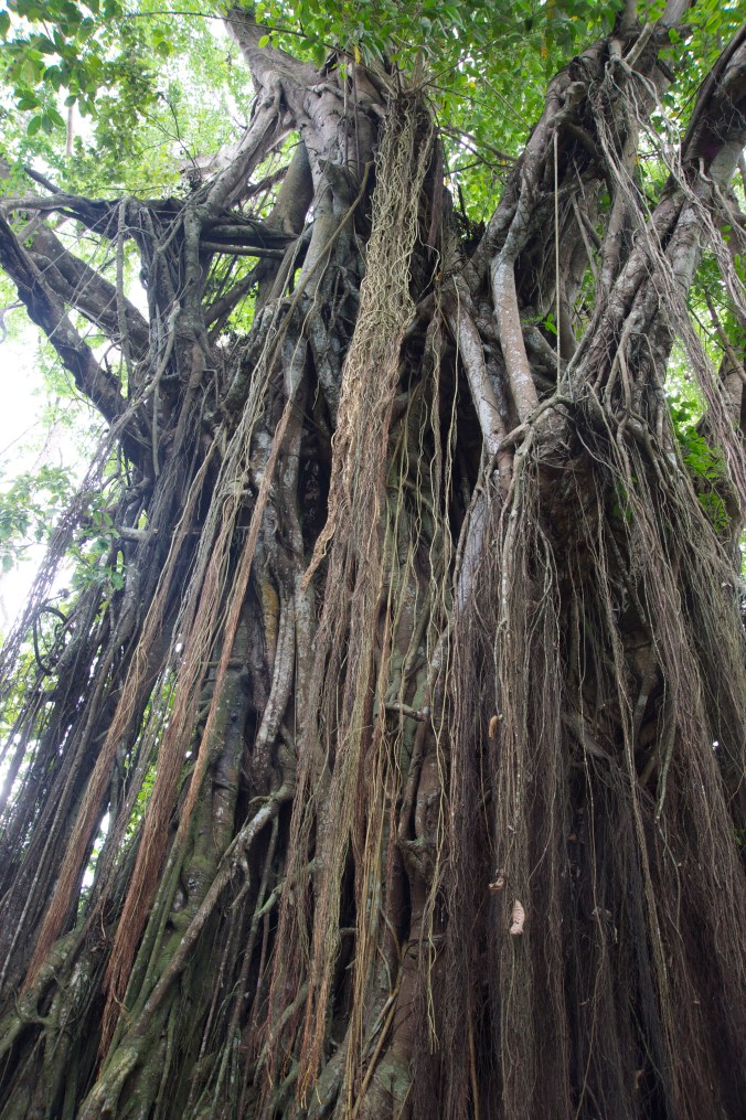 Amazing roots (dreadlocks) hanging down!