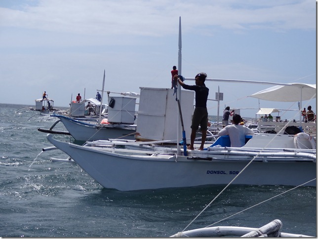Whale Shark Spotting