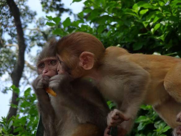 Swayambuneth Monkeys
