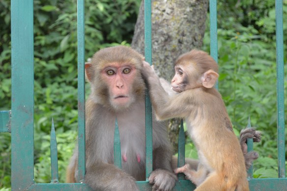 Swayambuneth Monkeys