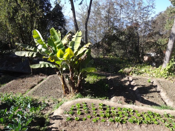 namobuddha organic garden