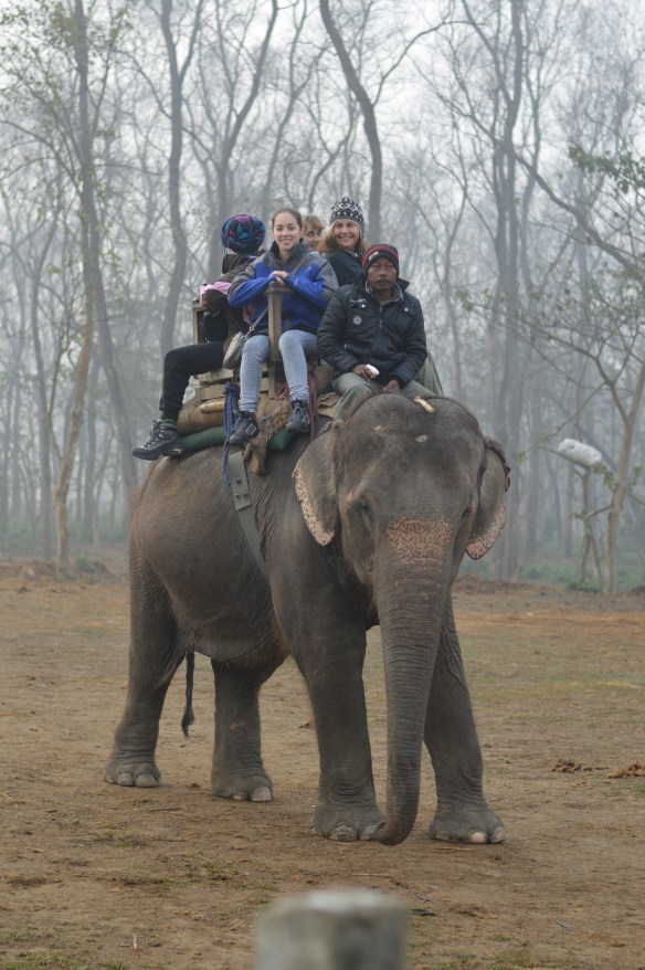 elephant ride, chitwan