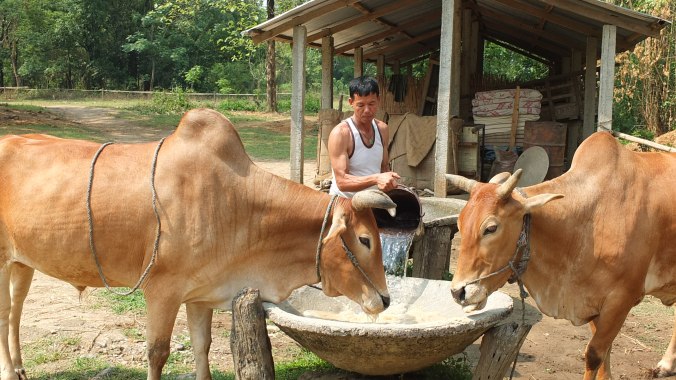 Organic farm in Chitwan