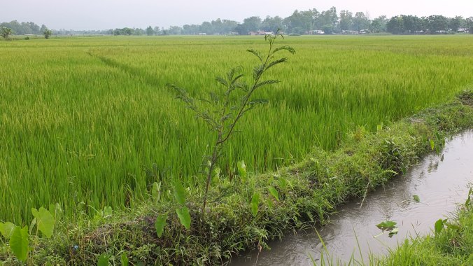Rice paddy, Chitwan