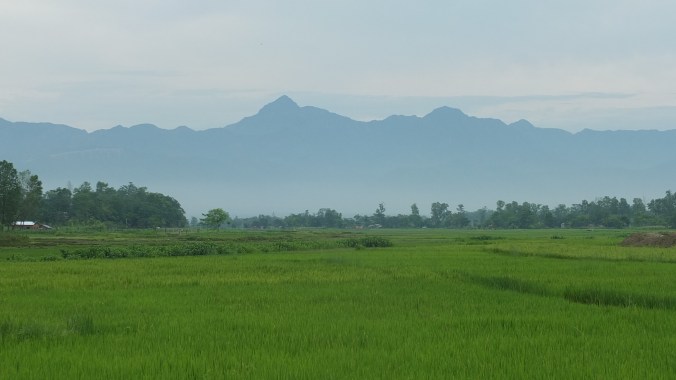 rice paddies and hills, Chitwan