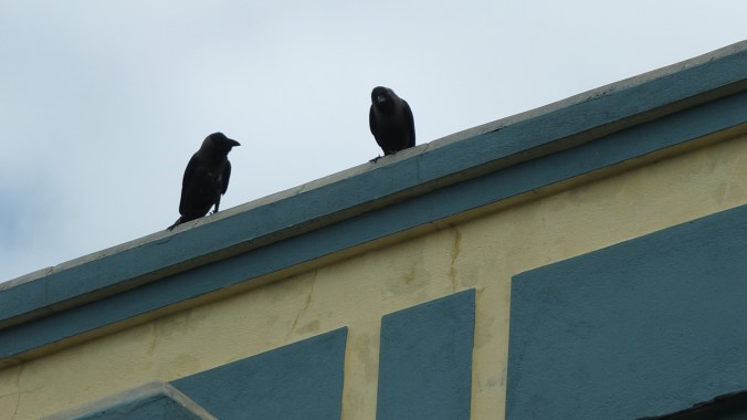 black crows