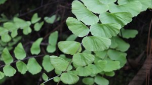 shivapuri national park