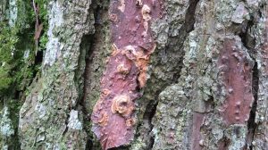 shivapuri national park