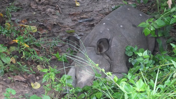 baby rhino chitwan