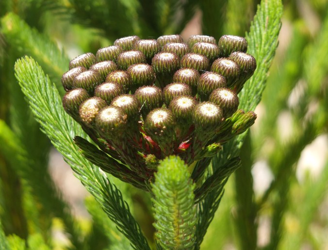 Kirstenbosch botanical gardens