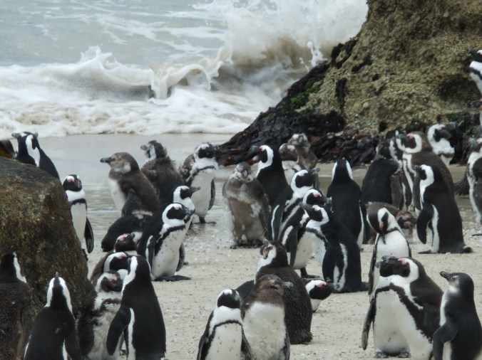 Moulting penguins, Boulders penguin colony