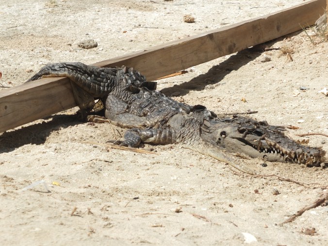 Dead alligator