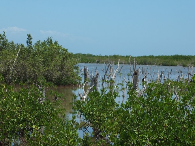 mangrove swamp